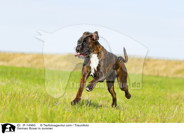 German Boxer in summer / IF-14960