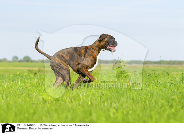 German Boxer in summer / IF-14966