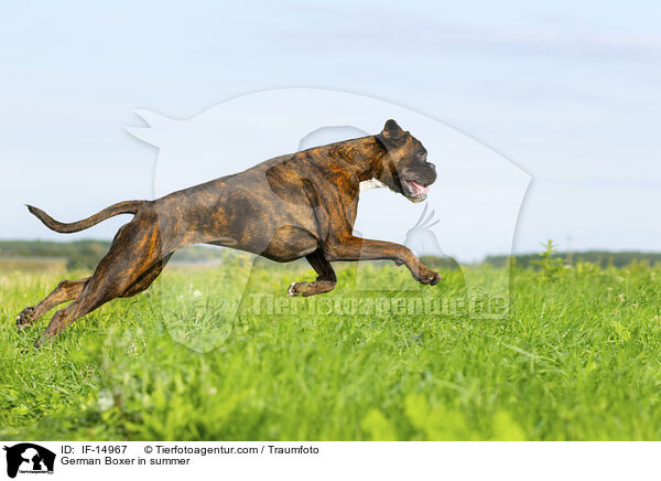 German Boxer in summer / IF-14967