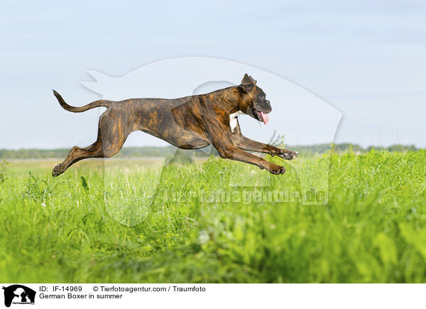 German Boxer in summer / IF-14969