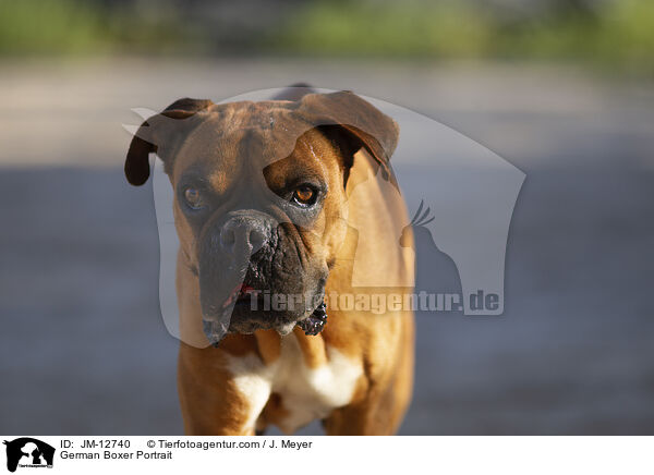 German Boxer Portrait / JM-12740