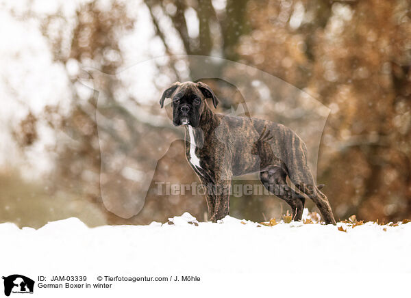German Boxer in winter / JAM-03339