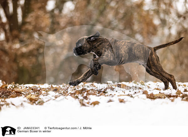 German Boxer in winter / JAM-03341