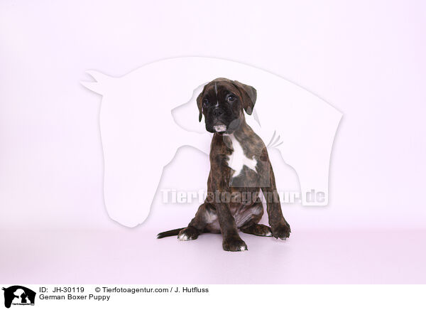German Boxer Puppy / JH-30119