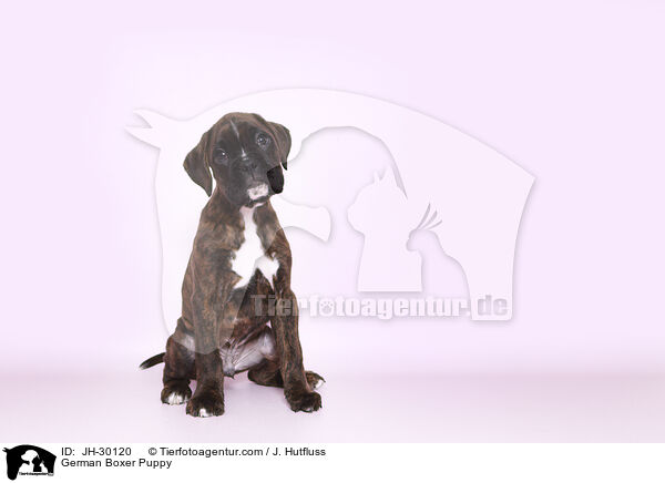 German Boxer Puppy / JH-30120