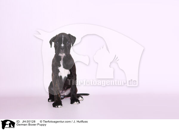 German Boxer Puppy / JH-30128