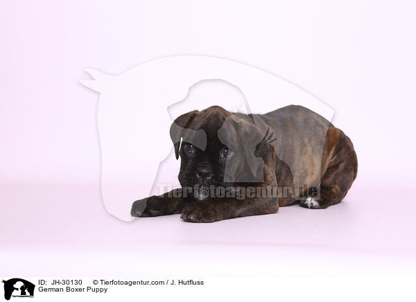German Boxer Puppy / JH-30130