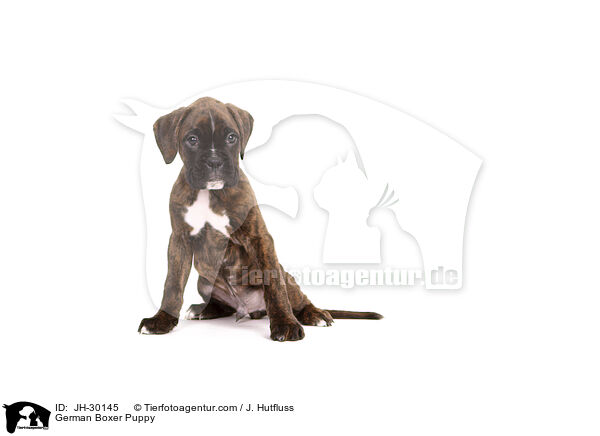 German Boxer Puppy / JH-30145