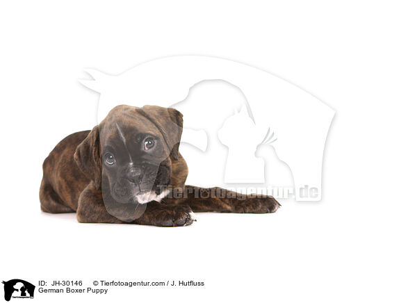 German Boxer Puppy / JH-30146