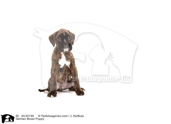 German Boxer Puppy / JH-30148