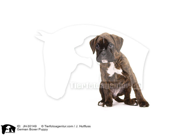 German Boxer Puppy / JH-30149