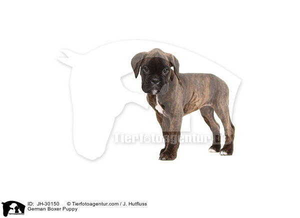 German Boxer Puppy / JH-30150