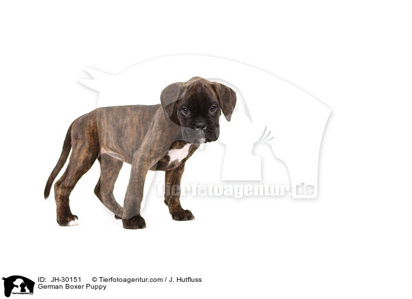 German Boxer Puppy / JH-30151