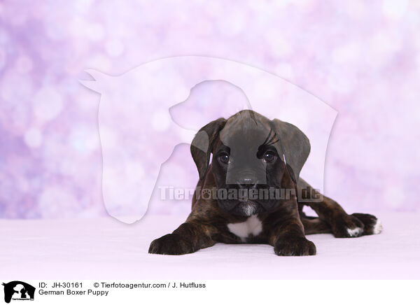 German Boxer Puppy / JH-30161
