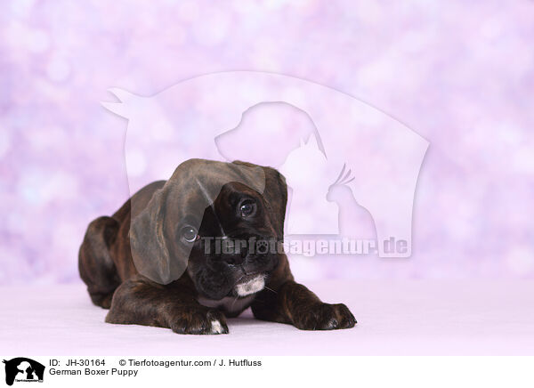 German Boxer Puppy / JH-30164