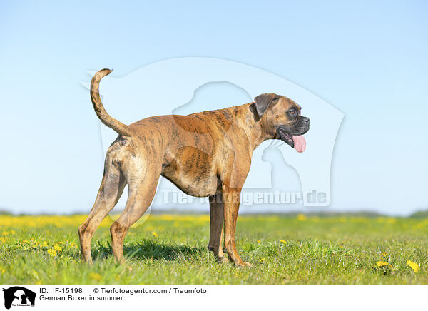 German Boxer in summer / IF-15198