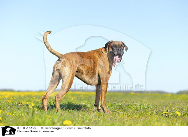 German Boxer in summer / IF-15199