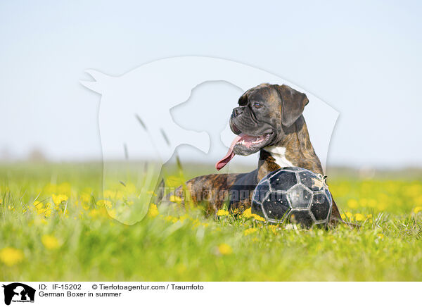 German Boxer in summer / IF-15202