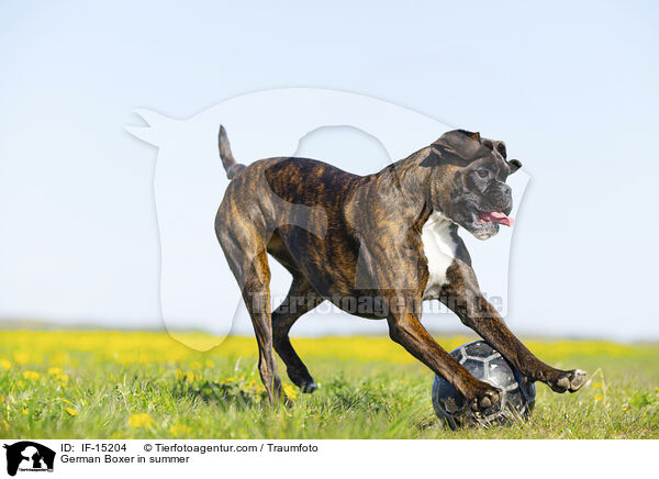German Boxer in summer / IF-15204