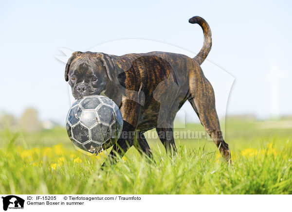 German Boxer in summer / IF-15205