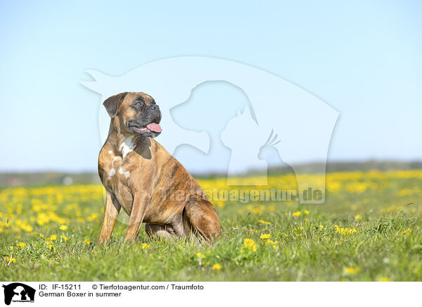 German Boxer in summer / IF-15211