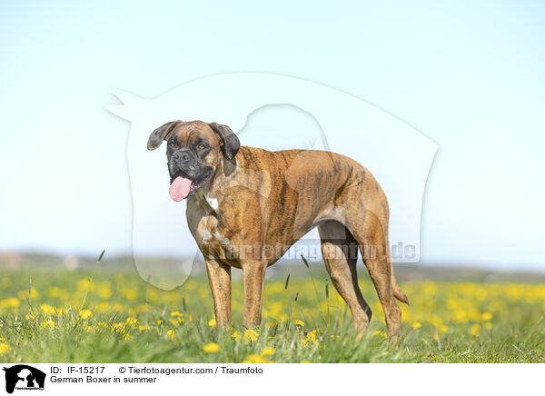German Boxer in summer / IF-15217