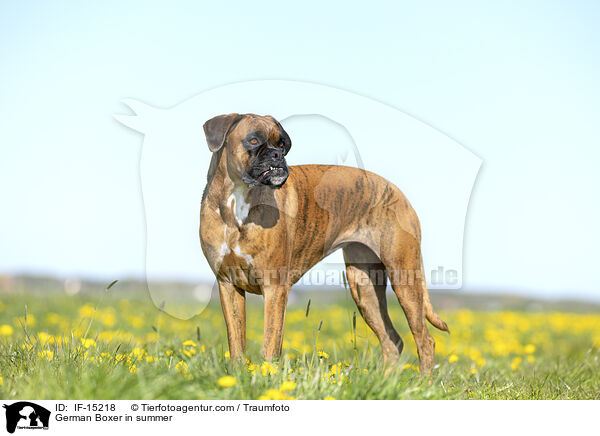 German Boxer in summer / IF-15218