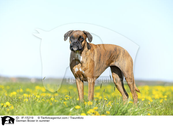 German Boxer in summer / IF-15219