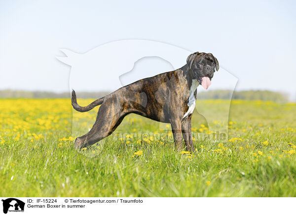 German Boxer in summer / IF-15224