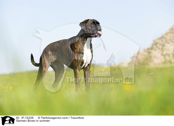 German Boxer in summer / IF-15226