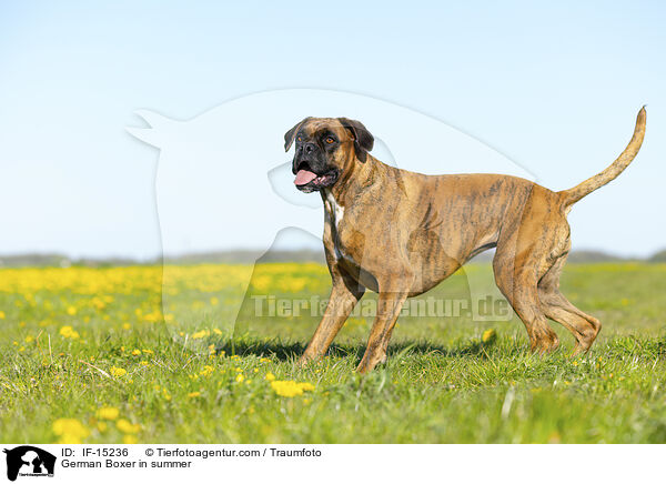 German Boxer in summer / IF-15236