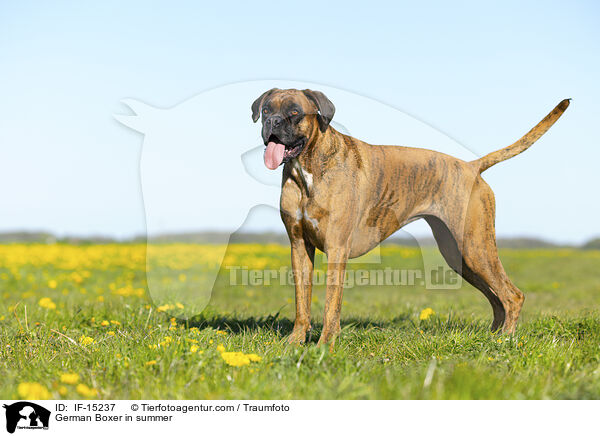 German Boxer in summer / IF-15237