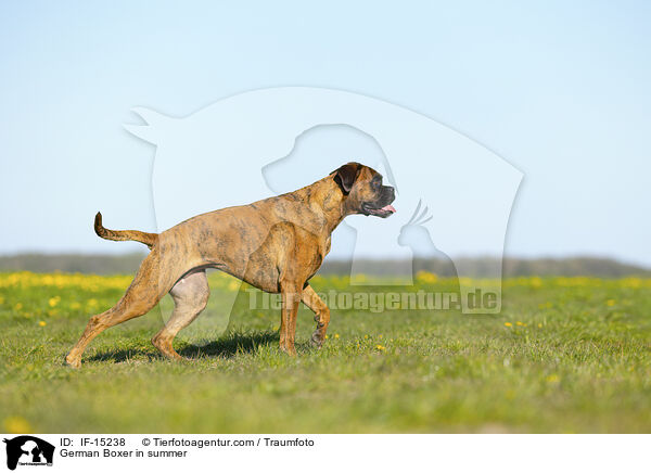 German Boxer in summer / IF-15238