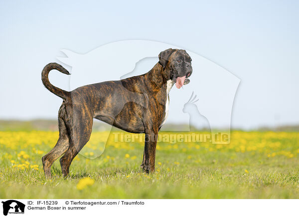 German Boxer in summer / IF-15239
