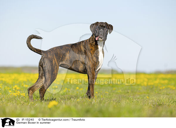 German Boxer in summer / IF-15240