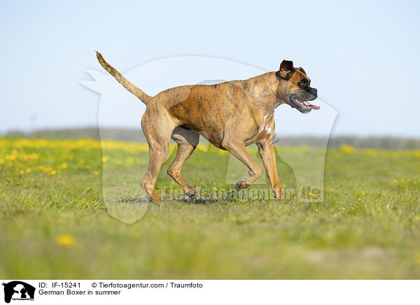 German Boxer in summer / IF-15241