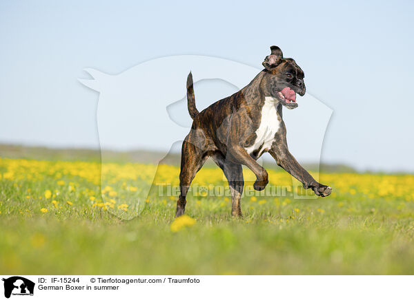 German Boxer in summer / IF-15244