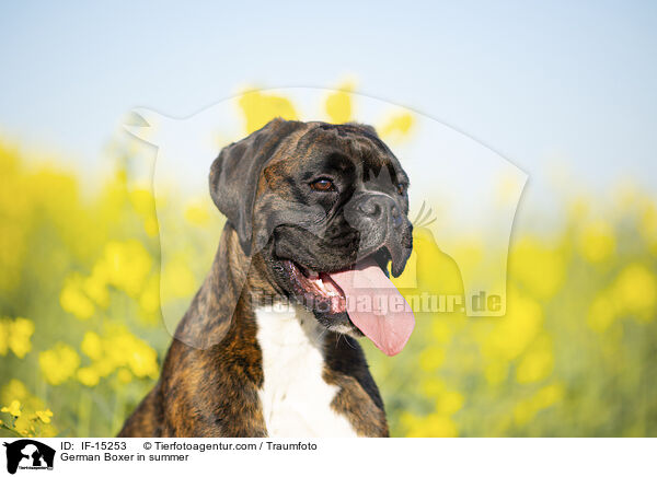 German Boxer in summer / IF-15253