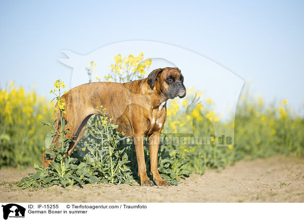German Boxer in summer / IF-15255