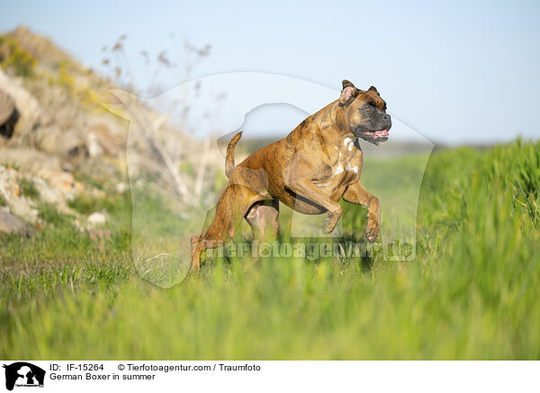 German Boxer in summer / IF-15264