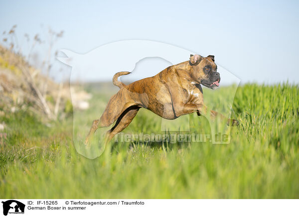 German Boxer in summer / IF-15265