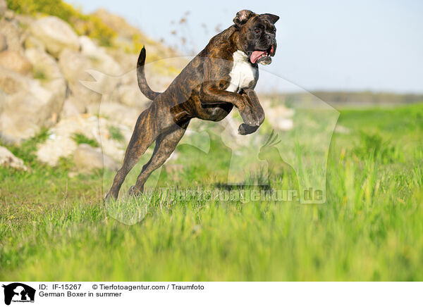 German Boxer in summer / IF-15267
