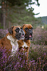 Boxer in the heather