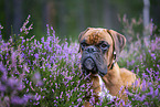 Boxer in the heather