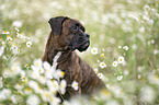 German boxer between chamomile flowers