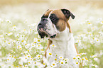 German boxer between chamomile flowers