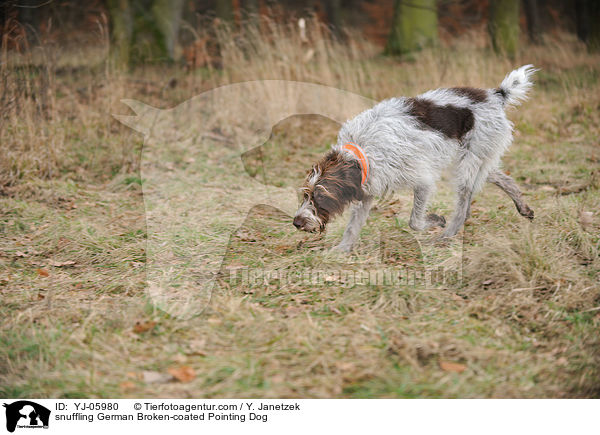 snuffling German Broken-coated Pointing Dog / YJ-05980