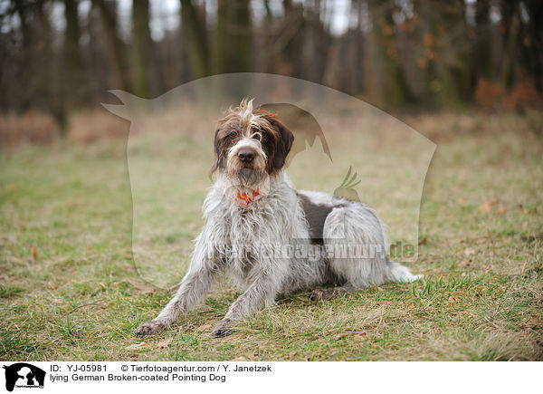 lying German Broken-coated Pointing Dog / YJ-05981