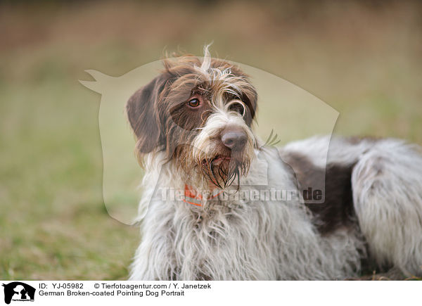 German Broken-coated Pointing Dog Portrait / YJ-05982