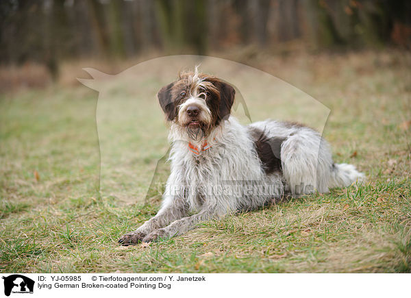 lying German Broken-coated Pointing Dog / YJ-05985